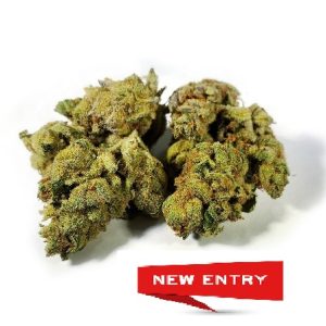 MARY BUBBLE GUM NEW 2025